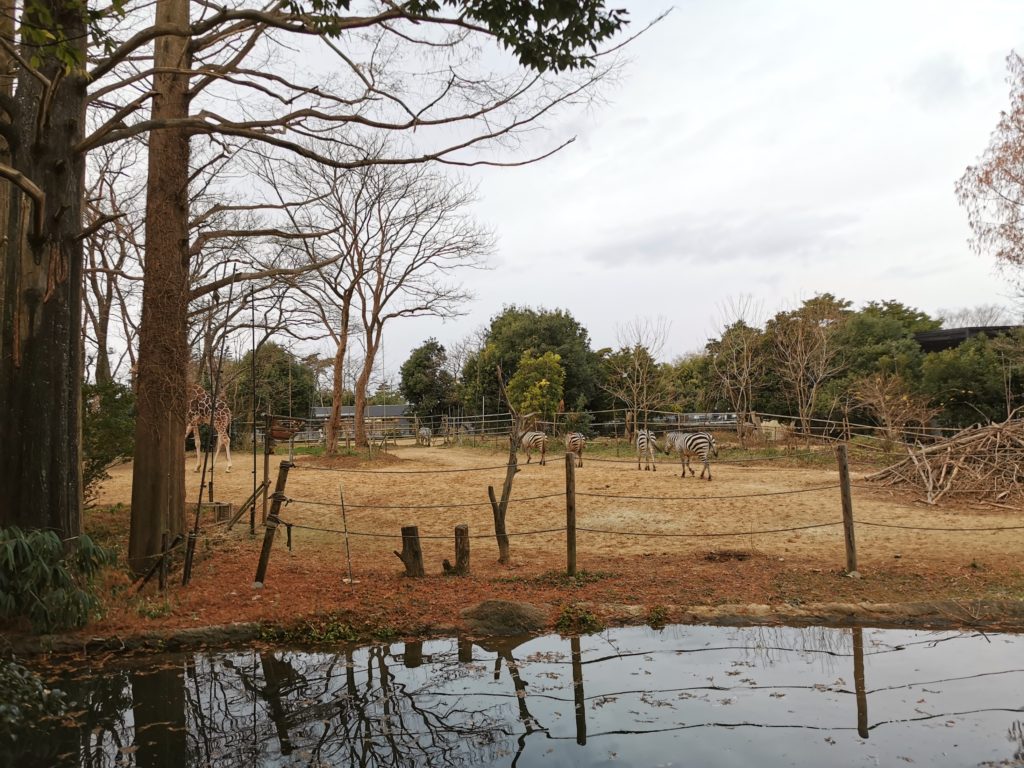八木山動物公園キリン