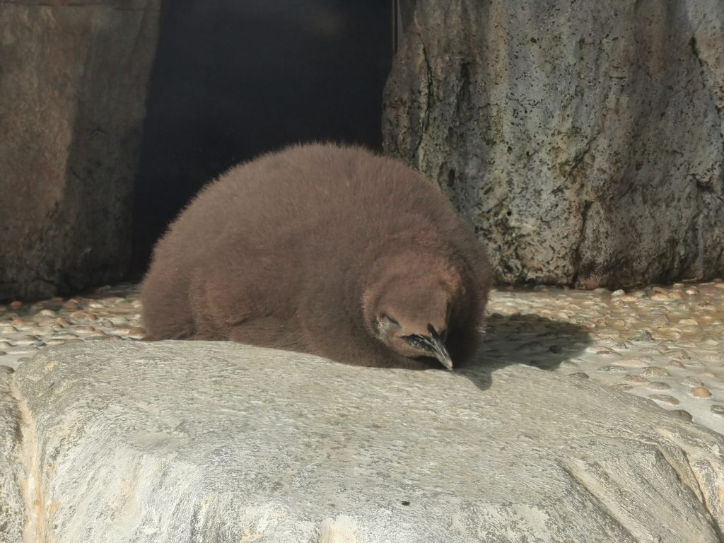 うみの杜水族館ペンギン赤ちゃん