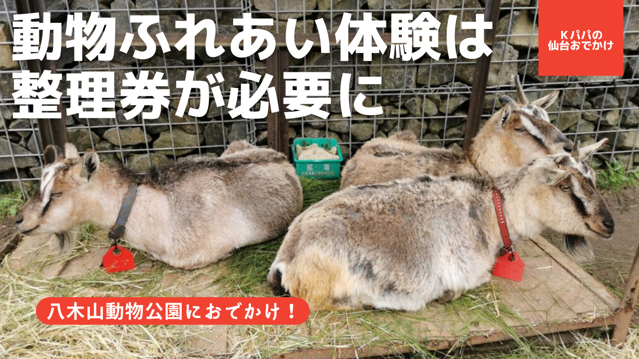 新ルール 動物ふれあいは整理券が必要に 八木山動物公園 ｋパパの仙台おでかけ