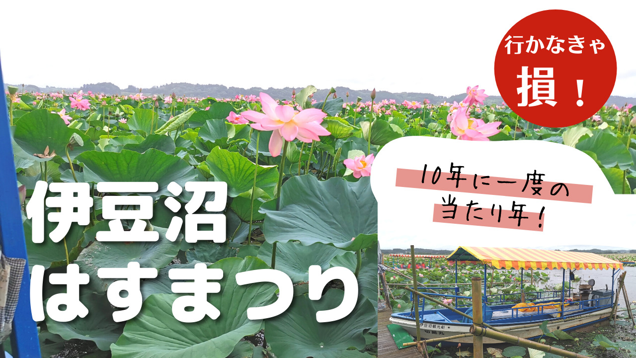 10年に一度の当たり年 伊豆沼のはす祭りへ行ってきました ｋパパの仙台おでかけ